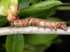 Allophyes oxyacanthae_линька III-IV